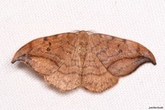 Drepana curvatula