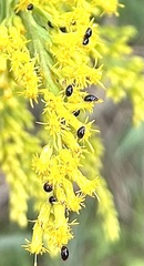 Olibrus