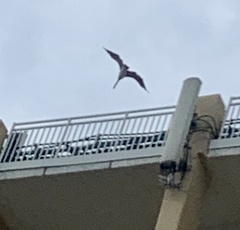 Pelecanus occidentalis