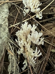 Sebacina schweinitzii