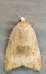 Coelostathma discopunctana