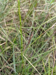 Solidago virgata