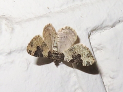 Xanthorhoe fluctuata