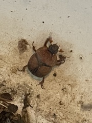 Bolbocerosoma bruneri