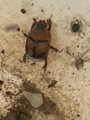 Bolbocerosoma bruneri