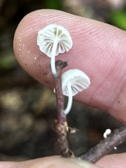 Tetrapyrgos nigripes