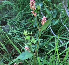 Persicaria maculosa