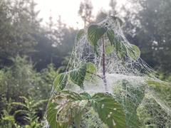 Frontinella pyramitela