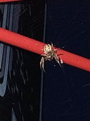 Larinioides cornutus