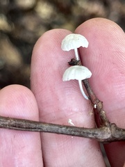 Tetrapyrgos nigripes