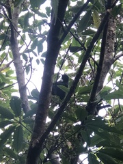Prosthemadera novaeseelandiae novaeseelandiae