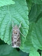 Chrysodeixis