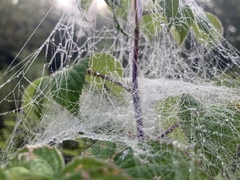 Frontinella pyramitela