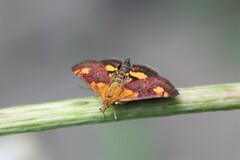 Pyrausta orphisalis