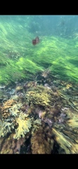 Zostera