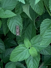 Chrysodeixis