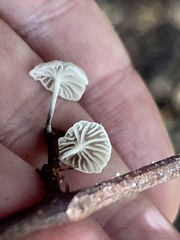 Tetrapyrgos nigripes