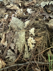 Sebacina schweinitzii