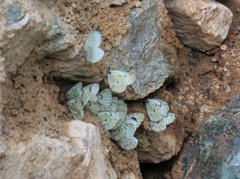 Aporia delavayi