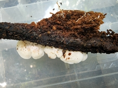 Clitopilus
