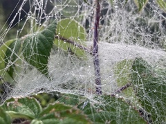 Frontinella pyramitela