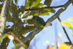 Forpus conspicillatus