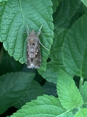 Chrysodeixis
