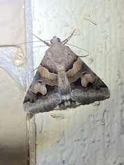 Drasteria pallescens