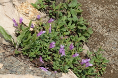 Penstemon ellipticus