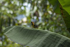 Icterus auricapillus