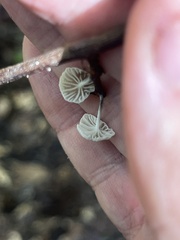 Tetrapyrgos nigripes