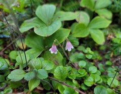 Linnaea borealis