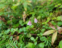 Linnaea borealis
