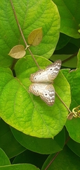 Anartia jatrophae
