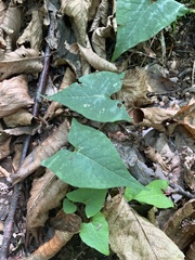 Fallopia
