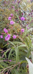 Vernonia gigantea