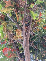 Stenocarpus sinuatus