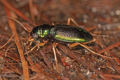 Tetracha virginica