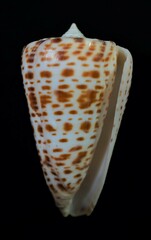 Conus spurius