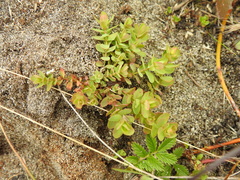 Hypericum anagalloides