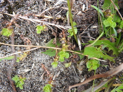 Lysimachia minima