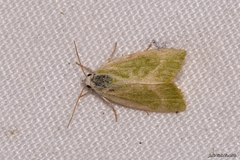 Earias albovenosana