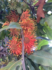 Stenocarpus sinuatus