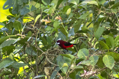 Ramphocelus dimidiatus
