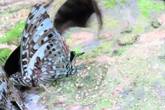 Charaxes etesipe