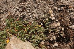 Eriogonum polypodum