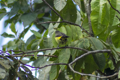 Ramphocelus flammigerus
