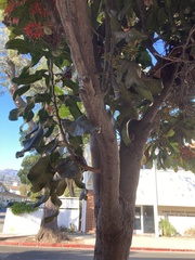 Stenocarpus sinuatus