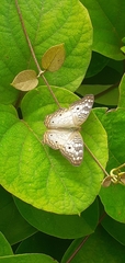 Anartia jatrophae