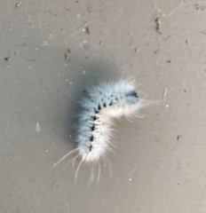 Lophocampa caryae